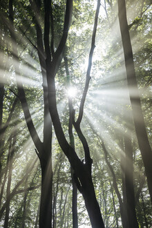 Nadja Jacke, Nebbia e luce solare nella foresta (Germania, Europa)