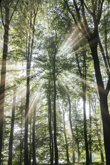 Nadja Jacke, Nebbia e luce solare nella foresta (Germania, Europa)