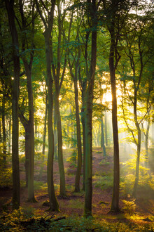 Martin Wasilewski, Luce d'autunno nel bosco (Germania, Europa)