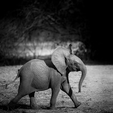 Dennis Wehrmann, cucciolo di elefantino - Zambia, Africa)