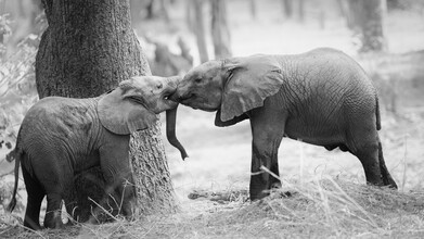 Dennis Wehrmann, futuri elefante (Zambia, Africa)