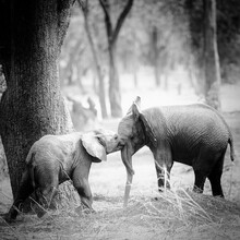 Dennis Wehrmann, futuri elefante (Zambia, Africa)