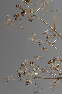 Studio Na.hili, rami baciati dal sole - fiori secchi greige