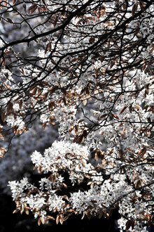 Studio Na.hili, fiori primaverili giapponesi bianchi
