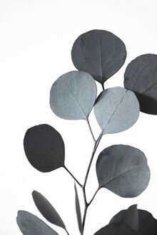 Studio Na.hili, rami di eucalipto essiccati con sfumature verde-blu 2 di 3