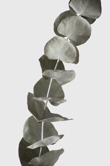 Studio Na.hili, rami di eucalipto essiccati 1 di 3 (Germania, Europa)