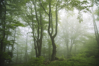 Nadja Jacke, Nebbia nella foresta di Teutoburgo (Germania, Europa)