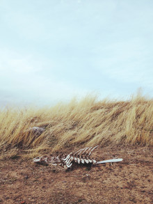 Kevin Russ, Winded Skeleton (Stati Uniti, Nord America)