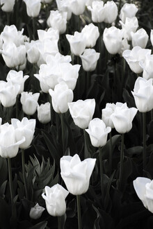 Studio Na.hili, il paradiso primaverile dei tulipani bianchi