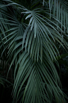 Studio Na.hili, foglie di palma tropicale verde blu