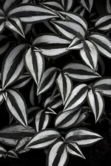 Studio Na.hili, foglie botaniche di cebra