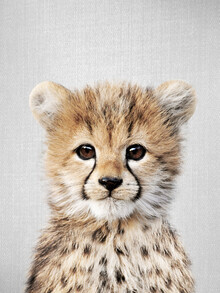 Gal Pittel, Baby Cheetah (Israele, Asia)