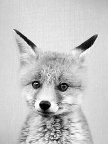 Gal Pittel, Baby Fox - Bianco e nero (Israele, Asia)
