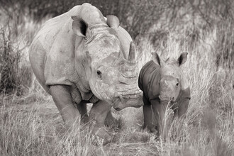 Dennis Wehrmann, Ritratto Bambino rinoceronte con madre - Namibia, Africa)
