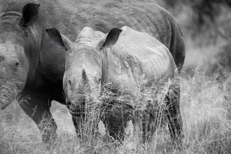 Dennis Wehrmann, Ritratto Rhino Baby - Sudafrica, Africa)
