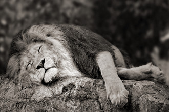 Elke Krone, schlafender Löwe - Sudafrica, Africa)