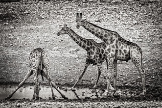 Franzel Drepper, giraffe alla pozza d'acqua B (Namibia, Africa)