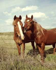 Kevin Russ, Horse Affection (Stati Uniti, Nord America)