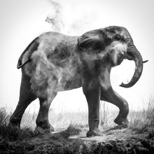 Marc Rasmus, Elephant Shower (Botswana, Africa)