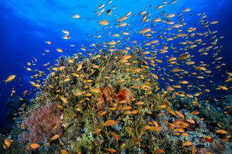 Christian Schlamann, barriera corallina del Mar Rosso (Egitto, Africa)