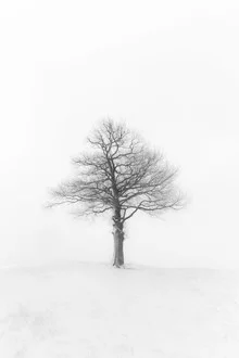 The Tree - Fotografia Fineart di Markus Van Hauten
