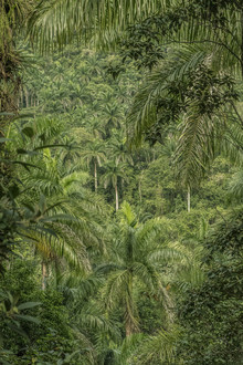 Saskia Gaulke, Foresta pluviale Cuba