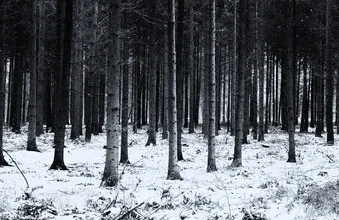 #forest(3) - Fotografia Fineart di Andreas Odersky