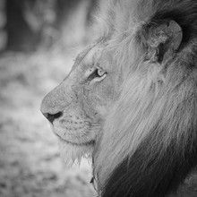 Dennis Wehrmann, leone maschio Parco Nazionale Krüger Sud Africa