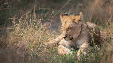 Dennis Wehrmann, cucciolo di leone (Botswana, Africa)