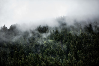 Mareike Böhmer, Foggy Woods 5 (Svizzera, Europa)