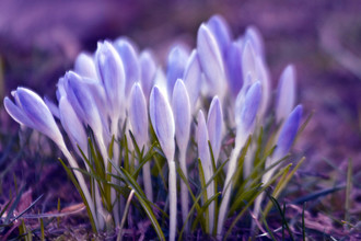 Silva Wischeropp, Ultra Violet Sound of Spring (Germania, Europa)