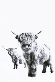 HIGHLAND COWS - Fotografia Fineart di Monika Strigel