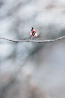 Nadja Jacke, Belle gemme di ciliegio su un ramo (Germania, Europa)