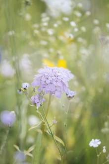 Nadja Jacke, Prato fiorito estivo con fiori di campo (Germania, Europa)