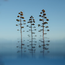 Nadja Jacke, 3 fiori di agave - Spagna, Europa)