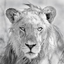 Dennis Wehrmann, Al centro del leone (Botswana, Africa)