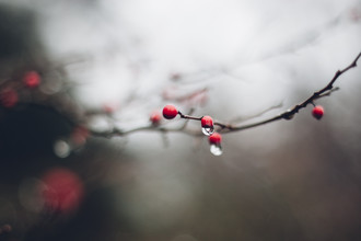 Nadja Jacke, bacche rosse sul ramo in inverno con gocce d'acqua (Germania, Europa)
