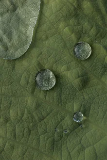 Lotus Water Drops - Fotografia Fineart di Studio Na.hili