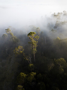 Frida Berg, Foggy Tasmania (Australia, Oceania)