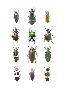 Marielle Leenders, Rarity Cabinet Insect Beetle Mix - Paesi Bassi, Europa)