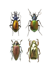 Marielle Leenders, Rarity Cabinet Insect Beetles 4 (Paesi Bassi, Europa)