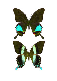 Marielle Leenders, Rarity Cabinet Butterflies Black 2 (Paesi Bassi, Europa)