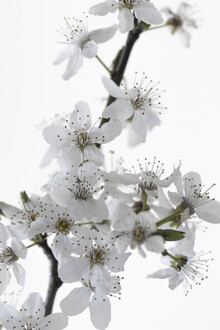 Studio Na.hili, fiore di ciliegio