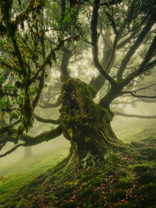 Anke Butawitsch, sotto la maestosa cima degli alberi (Portogallo, Europa)
