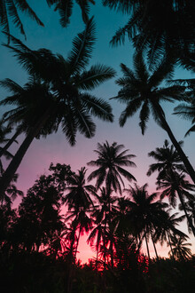 Tobias Winkelmann, Palme al tramonto - Indonesia, Asia)