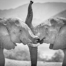 Dennis Wehrmann, Ritratto elefanti del deserto Hoanib riverbed Namibia - Namibia, Africa)