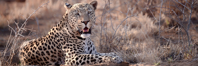 Dennis Wehrmann, Leopardo (Namibia, Africa)