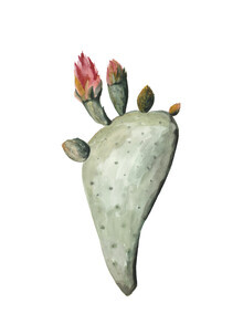 Christina Wolff, Fiori botanici di cactus Mantika