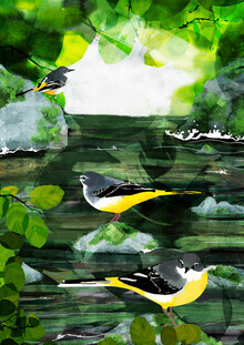 Katherine Blower, Grey Wagtails (Regno Unito, Europa)