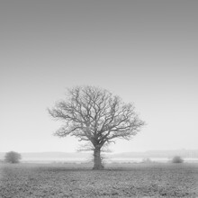 Dennis Wehrmann, L'albero della vita
